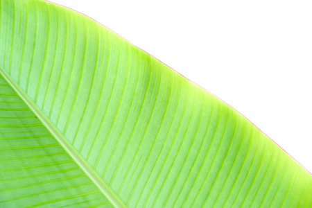 A detailed close-up of a bright green banana leaf showcasing its intricate vein patterns against a clean white background.の写真素材