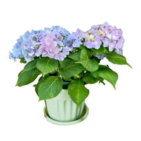 Vibrant hydrangea plant with purple and blue blooms in a pot, perfect for gardening and floral...