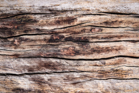 Close-up of a rustic wooden texture showcasing natural grain patterns and a weathered surface, perfect for backgrounds or design elements.の写真素材