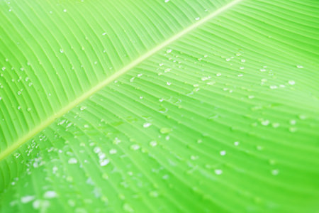 Detailed view of a vibrant green banana leaf with water droplets, showcasing nature's beauty and freshness.の写真素材