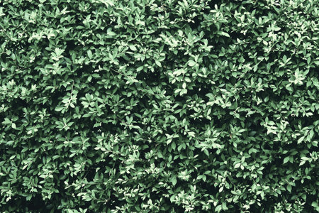 Dense green foliage creating a vibrant natural background, perfect for nature and botanical themes.の写真素材