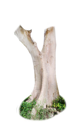 Detailed view of a tree trunk with textured bark and surrounding greenery, isolated on a white background.の写真素材