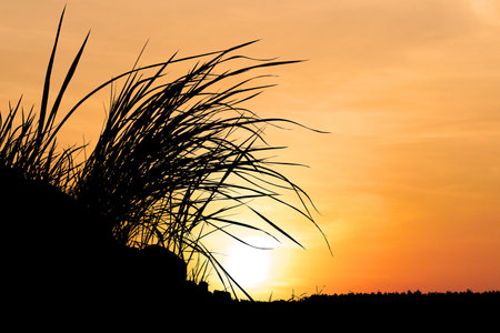 Silhouette of grass with a stunning orange sunset sky and sun on the horizon, creating a serene and peaceful scene.の写真素材