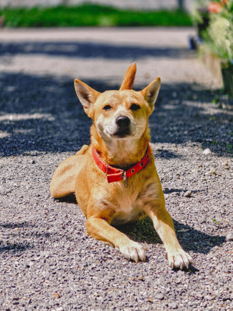 A calm dog with a red collar rests on a gravel path in a sunlit garden, showcasing its alert ears and relaxed posture.の写真素材