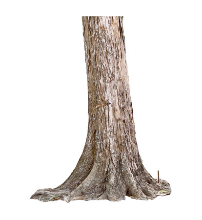 Close-up of a tree trunk with detailed bark texture, isolated on a white background, highlighting natural beauty and organic patterns.の写真素材