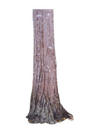 High-resolution image of a tree trunk showcasing detailed bark texture, perfect for nature and botanical projects.の写真素材