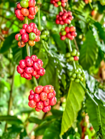 Close-up of ripe and unripe coffee cherries on branches, showcasing vibrant colors and lush foliage in a tropical plantation.の写真素材