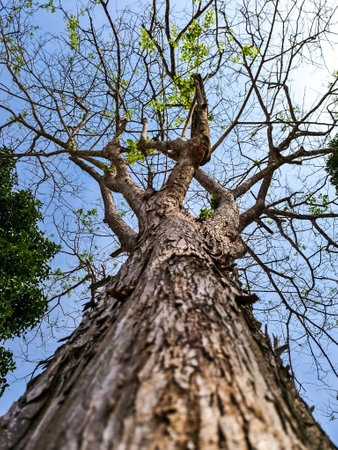 Upward perspective of a tall tree with sparse leaves, showcasing its textured bark against a clear...