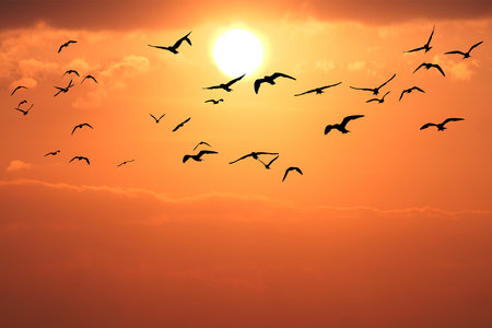 Silhouetted birds flying across a stunning orange sunset sky, creating a serene and captivating scene.の写真素材