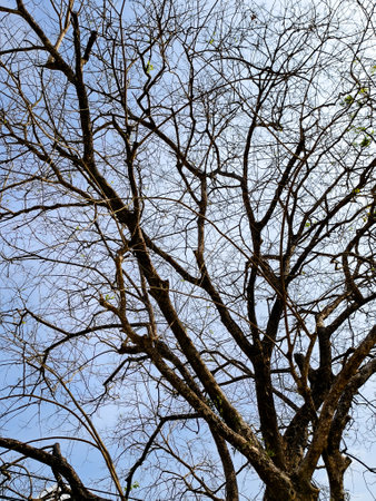 A striking view of bare tree branches silhouetted against a bright blue sky, showcasing the...