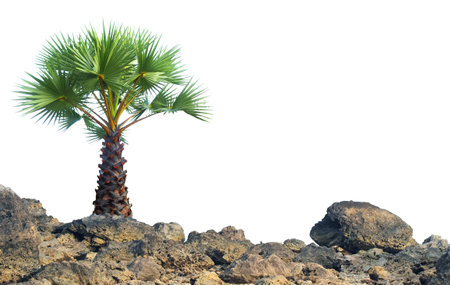 A solitary palm tree stands on rugged rocks, set against a clear sky, showcasing nature's resilience and beauty.の写真素材