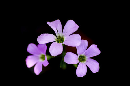 A stunning close-up of delicate purple flowers against a black background, showcasing their natural beauty and elegance.の写真素材