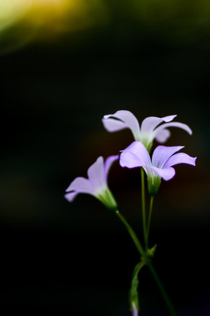 Close-up of delicate purple flowers with a dark, blurred background, capturing the beauty of nature in soft light.の写真素材
