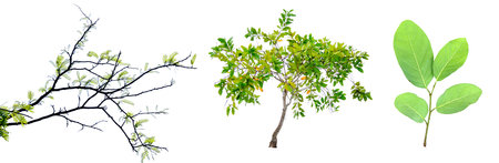 High-quality image of various tree branches and leaves isolated on white, perfect for botanical and...