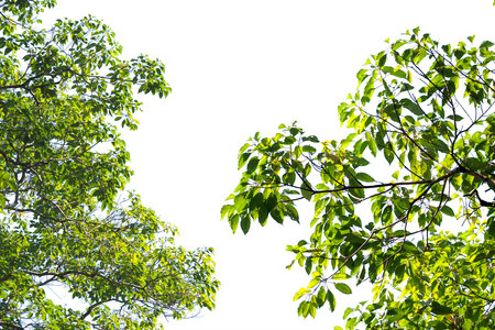 Vibrant green tree branches reaching towards a clear sky, showcasing the beauty of nature on a bright sunny day.の写真素材
