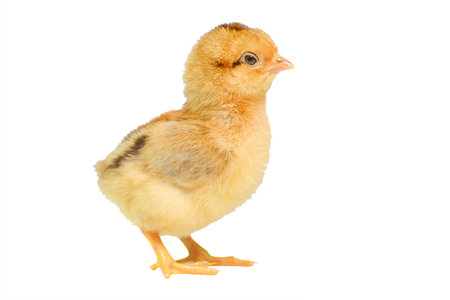 Cute fluffy yellow chick standing on a white background, showcasing its soft feathers and curious expression.の写真素材