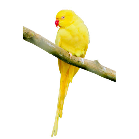 Bright yellow parrot sitting on a branch, isolated against a white background, showcasing vivid...
