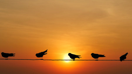 Silhouetted birds rest on a wire against a stunning sunset, creating a peaceful and serene atmosphere.の写真素材