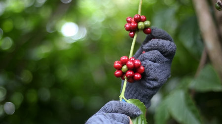 Close-up of gloved hands picking ripe red coffee cherries from a branch in a vibrant green plantation setting.の写真素材