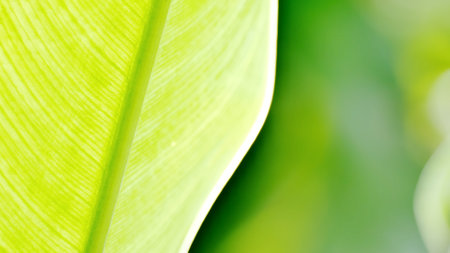 Detailed macro shot of a bright green leaf showcasing its texture and vibrant color against a blurred background.の写真素材
