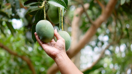 Close-up of a hand picking mangoes from a tree in a vibrant orchard, showcasing fresh produce and nature.の写真素材