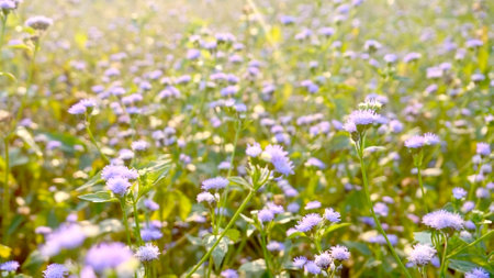 A vibrant field of purple wildflowers basking in gentle sunlight, creating a tranquil and picturesque natural scene.の写真素材