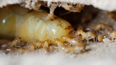 The termite larva is a pest in the garden. Macroの写真素材