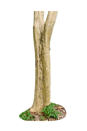 Tree trunk isolated on white background with clipping path. It is used for design and decoration.の写真素材