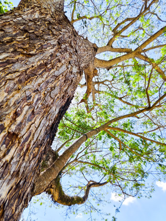 Low-angle view of a large tree with textured bark and vibrant green leaves against a clear blue sky.の写真素材