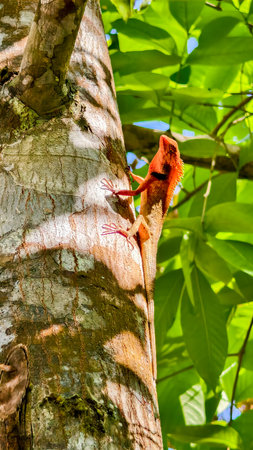 A striking red lizard basks on a tree trunk, surrounded by vibrant green leaves in a sunlit forest setting.の写真素材