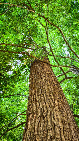 A towering tree trunk reaching into a vibrant green canopy, showcasing the beauty of nature from an upward angle.の写真素材