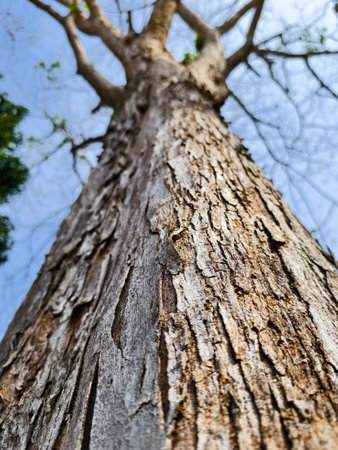 Low-angle shot of a tree trunk with detailed bark texture, extending upwards into a clear sky, capturing the essence of nature.の写真素材