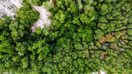 Aerial shot showcasing a vibrant green forest canopy with dense foliage and sandy patches,...