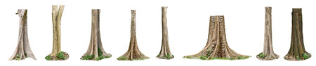Set of Tree Stumps Isolated on White Background. 3D Illustration.の写真素材
