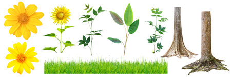 Collage of yellow flowers and grass isolated on white background. Vector illustration.の写真素材