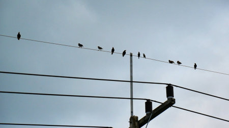 A group of birds resting on power lines with a cloudy sky backdrop, showcasing urban wildlife and tranquility.の写真素材