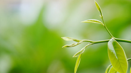 A detailed close-up of vibrant green leaves with a blurred green background, capturing the essence of nature and growth.の写真素材