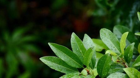 Vibrant green leaves covered in water droplets, capturing the essence of freshness and nature's beauty in a garden.の写真素材