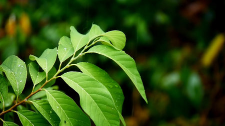 Vibrant green leaves with water droplets in a forest, showcasing nature's beauty and freshness.の写真素材