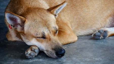 A serene image of a brown dog sleeping peacefully on a concrete floor, showcasing tranquility and...