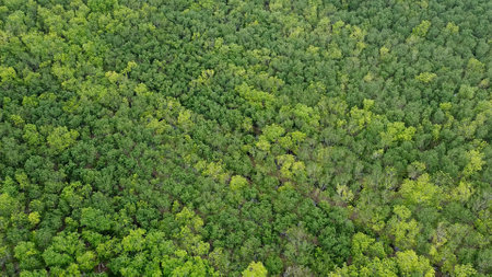 Aerial shot capturing the dense, vibrant green canopy of a lush forest, showcasing the beauty of untouched nature.の写真素材