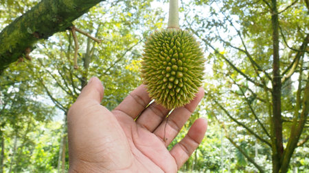 Man hand holding durian fruit in the garden. Selective focus.の写真素材