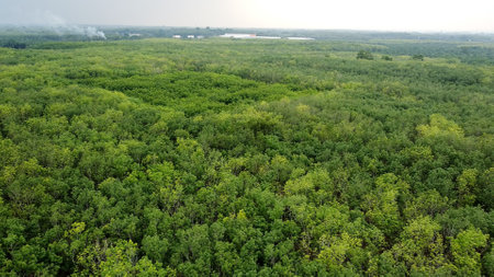Aerial shot of dense green forest extending to the horizon, showcasing natural beauty and tranquility under a cloudy sky.の写真素材