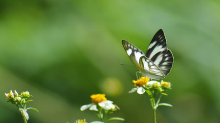 A striking black and white butterfly perched on vibrant yellow wildflowers against a lush green background, capturing nature's beauty.の写真素材