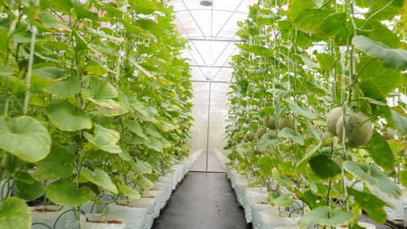 Vibrant melon plants thriving in a greenhouse, showcasing healthy growth and ripe fruits in a controlled environment.の写真素材