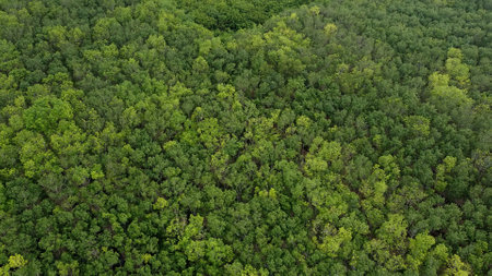 Aerial shot capturing the vibrant green canopy of a dense forest, showcasing the lush foliage and natural beauty of the landscape.の写真素材