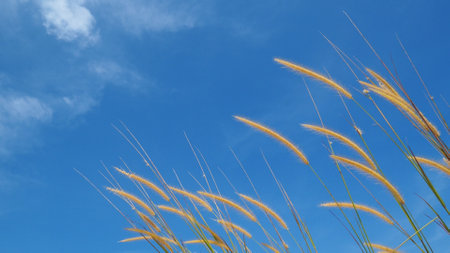 Golden grass stalks against a vibrant blue sky, showcasing nature's simplicity and beauty.の写真素材
