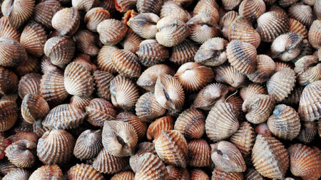 A detailed view of numerous cockle shells showcasing their unique textures and patterns, ideal for culinary and marine-themed projects.の写真素材
