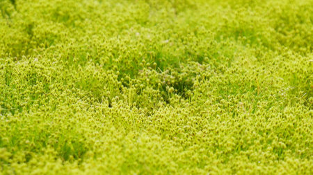 Close-up of vibrant green moss covering the ground, showcasing natural texture and freshness.の写真素材