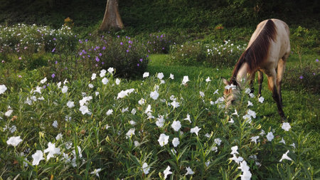 A peaceful scene of a horse grazing among wildflowers in a lush, green meadow, capturing the essence of nature's tranquility.の写真素材